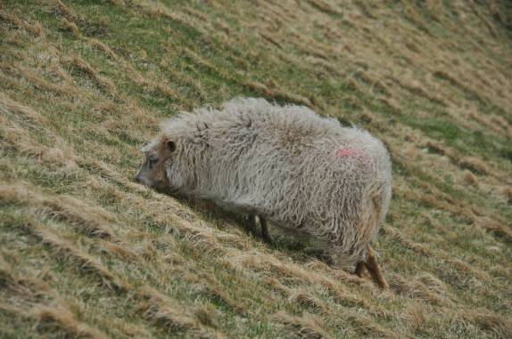 Ovelha pasta tranquilamente no rochedo Heimaklettur, na ilha de Heimaey, no sul da Islândia